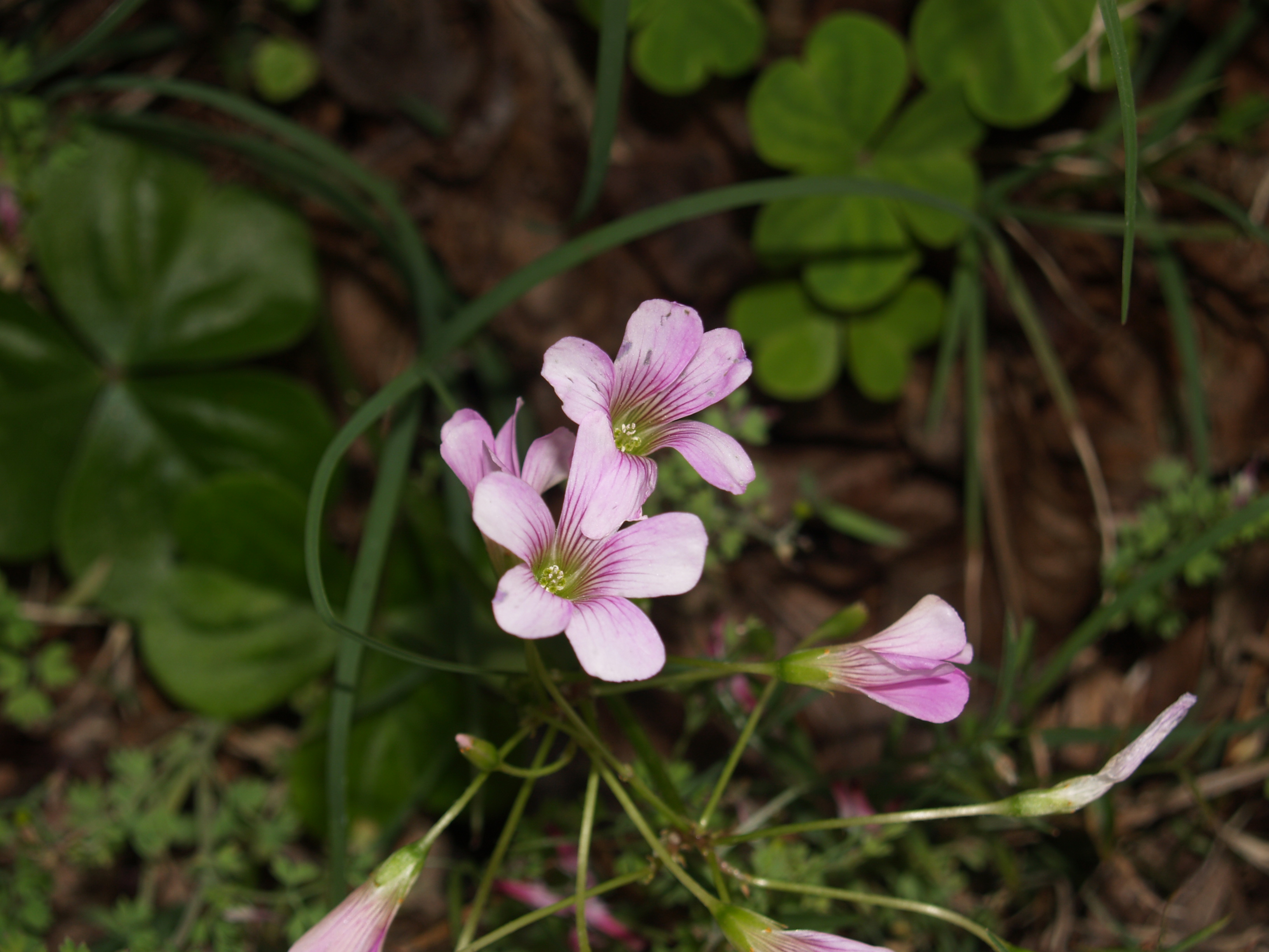 Flower2March07.jpg