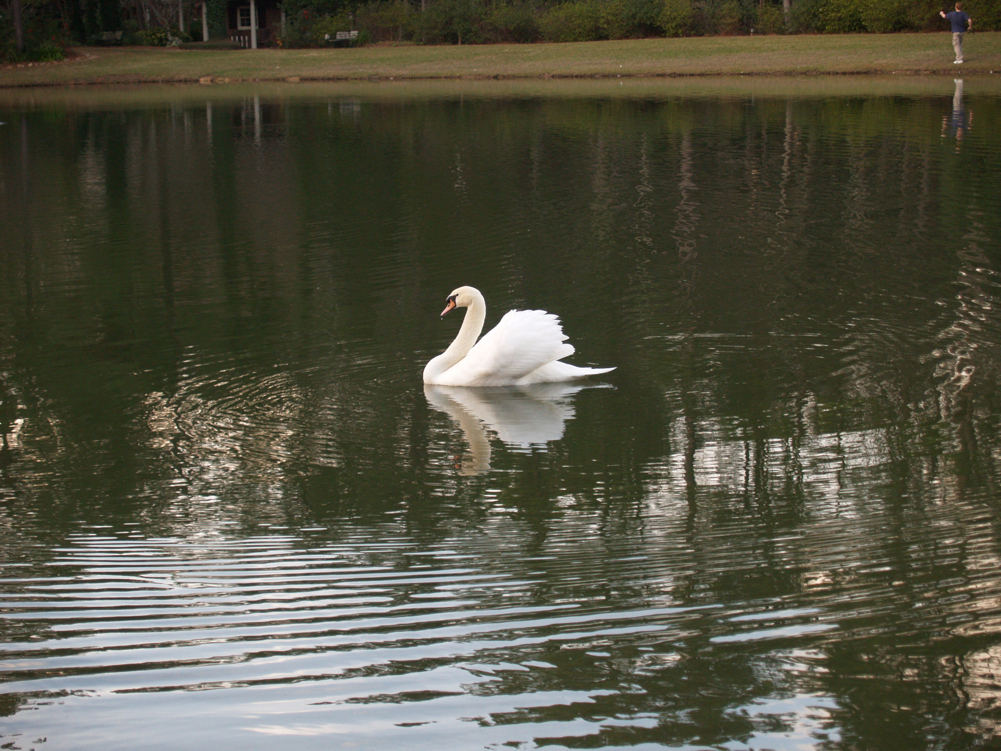 Swanlake.jpg