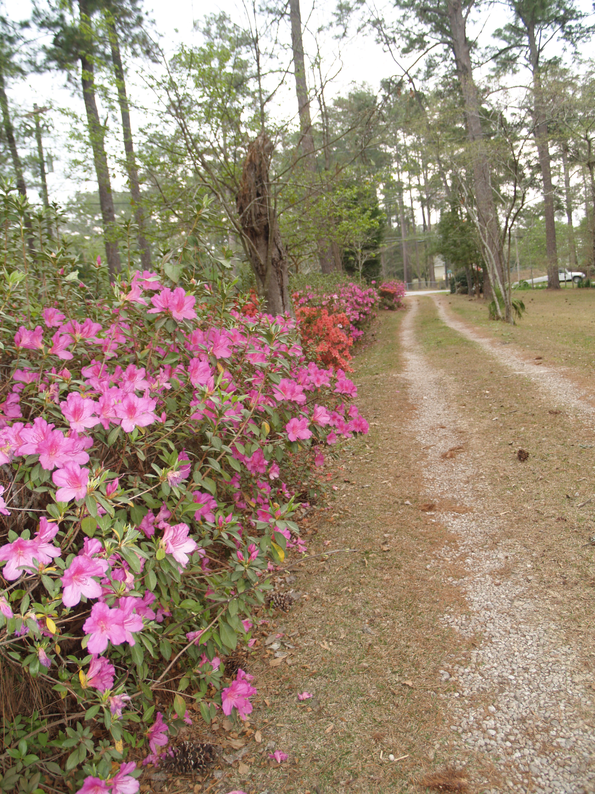 neighborsdriveway1march2007.jpg